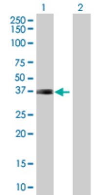 Lane 1: ARL10 transfected lysate (30.47 KDa) Lane 2: Non-transfected lysate.