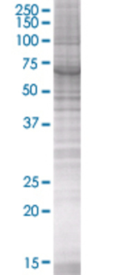 P2RY10 transfected lysate