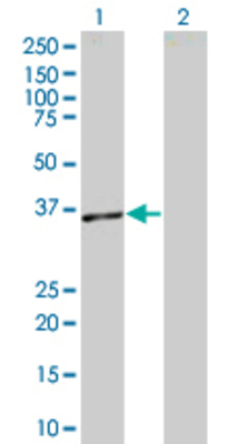 Lane 1: TNFSF13B transfected lysate (31.2 KDa) Lane 2: Non-transfected lysate.