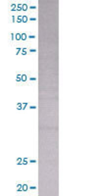 TNFSF13B transfected lysate.