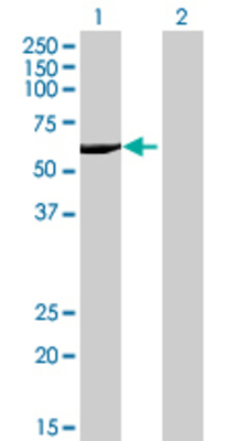 Lane 1: FSD1 transfected lysate (54.67 KDa) Lane 2: Non-transfected lysate.
