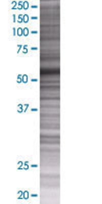 FSD1 transfected lysate.