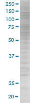 IMPA1 transfected lysate.