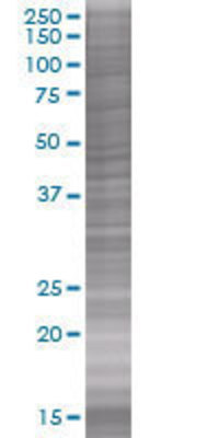 RFC4 transfected lysate