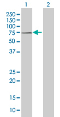 Lane 1: GIT2 transfected lysate (52.6 KDa). Lane 2: Non-transfected lysate.