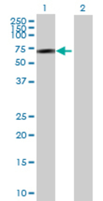 Lane 1: SPAG8 transfected lysate (55.22 KDa) Lane 2: Non-transfected lysate.
