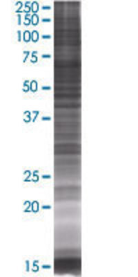 SPAG8 transfected lysate.
