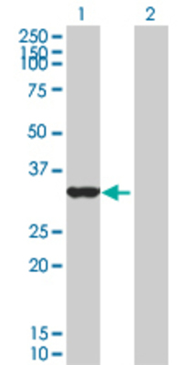 Lane 1: OVOL1 transfected lysate (29.48 KDa). Lane 2: Non-transfected lysate.