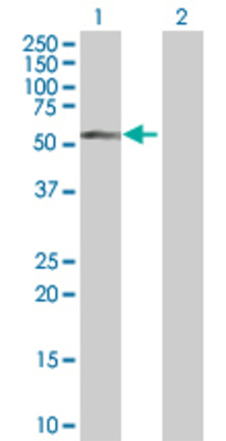 Lane 1: UHRF2 transfected lysate (56.1 KDa) Lane 2: Non-transfected lysate.