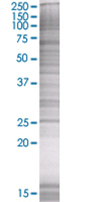 EGLN3 transfected lysate.