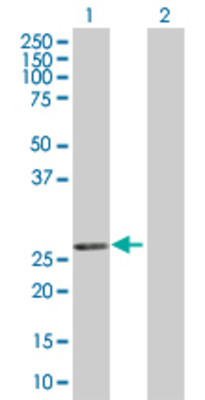 Lane 1: EGLN3 transfected lysate (27.3 KDa) Lane 2: Non-transfected lysate.