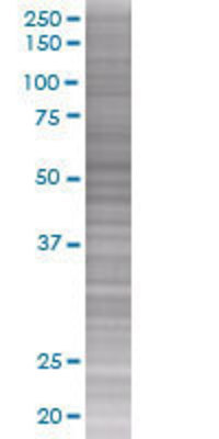 SNX8 transfected lysate.