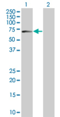 Lane 1: SNX8 transfected lysate (52.6 KDa) Lane 2: Non-transfected lysate.