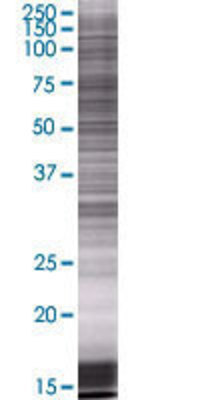 NCSTN transfected lysate.