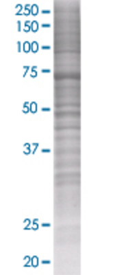 POLA2 transfected lysate.