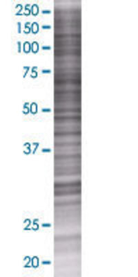 FUT3 transfected lysate.