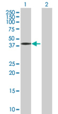 Lane 1: STOML2 transfected lysate (38.5 KDa) Lane 2: Non-transfected lysate.