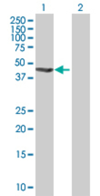 Lane 1: GABPB2 transfected lysate (43.56 KDa) Lane 2: Non-transfected lysate.