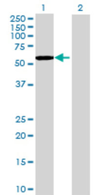 Lane 1: FYN transfected lysate (59.18 KDa) Lane 2: Non-transfected lysate.