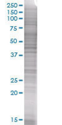 MS4A4A transfected lysate