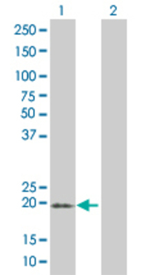 Lane 1: MS4A4A transfected lysate (26.4 KDa). Lane 2: Non-transfected lysate.