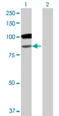 Lane 1: GLB1 transfected lysate (74.58 KDa) Lane 2: Non-transfected lysate.