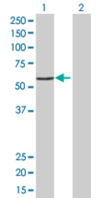 Lane 1: PDIA3 transfected lysate (56.8 KDa) Lane 2: Non-transfected lysate.