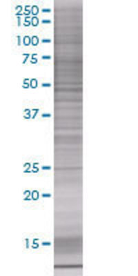 Pfs2 transfected lysate.