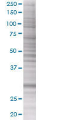 RPA4 transfected lysate.