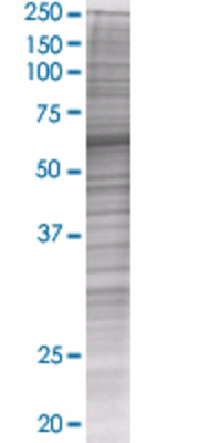 NCF2 transfected lysate.
