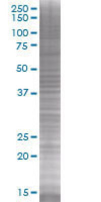 HAPLN1 transfected lysate