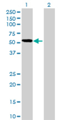 Lane 1: PDLIM7 transfected lysate (50.38 KDa) Lane 2: Non-transfected lysate.