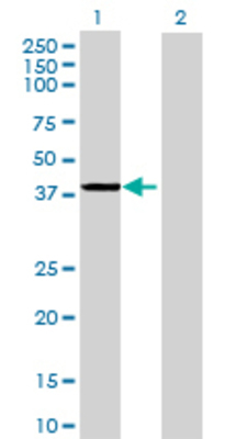 Lane 1: PCBP3 transfected lysate (34.54 KDa) Lane 2: Non-transfected lysate.