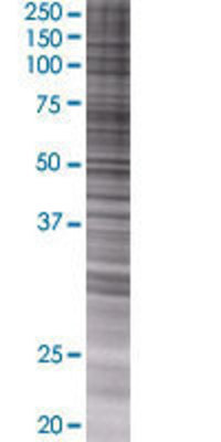 ASNA1 transfected lysate.