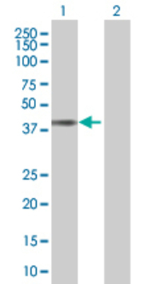 Lane 1: MICA transfected lysate (42.9 KDa) Lane 2: Non-transfected lysate.