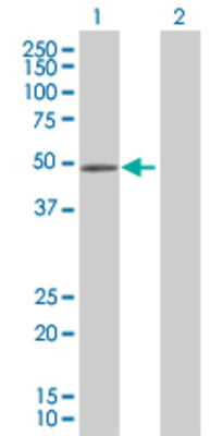 Lane 1: RBMS1 transfected lysate (44.5 KDa). Lane 2: Non-transfected lysate.