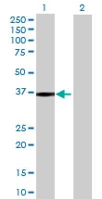 Lane 1: SEC13 transfected lysate (35.86 KDa) Lane 2: Non-transfected lysate.