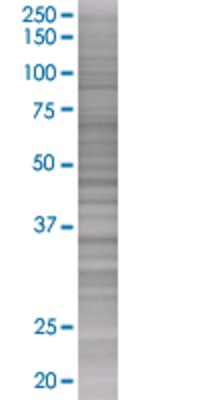 GBL transfected lysate