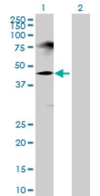 Lane 1: GOLM1 transfected lysate (44.22 KDa) Lane 2: Non-transfected lysate.