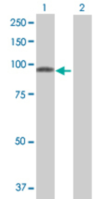 Lane 1: PDE4A transfected lysate (71.28 KDa) Lane 2: Non-transfected lysate.
