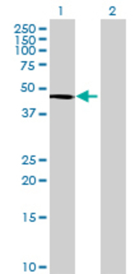 Lane 1: PRMT2 transfected lysate (47.74 KDa) Lane 2: Non-transfected lysate.