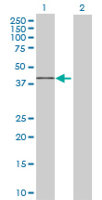 Lane 1: KIAA0157 transfected lysate (34.32 KDa) Lane 2: Non-transfected lysate.