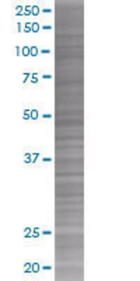 PGF transfected lysate.