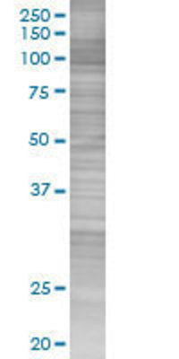 SH3GL1 transfected lysate.