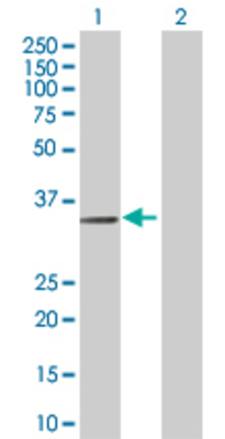 Lane 1: PTGER3 transfected lysate (42.7 KDa) Lane 2: Non-transfected lysate.