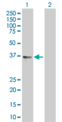Lane 1: CISH transfected lysate (28.7 KDa). Lane 2: Non-transfected lysate.