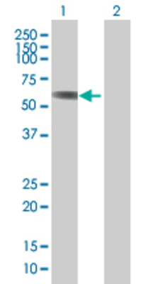 Lane 1: SNTA1 transfected lysate (53.9 KDa) Lane 2: Non-transfected lysate.