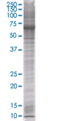 ROBO3 transfected lysate
