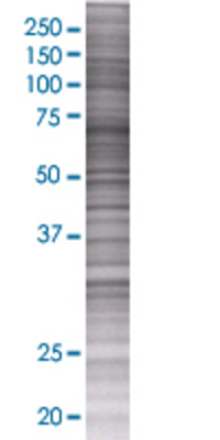ACBD3 transfected lysate.