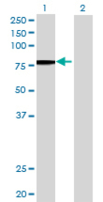 Lane 1: GALNT6 transfected lysate (68.53 KDa) Lane 2: Non-transfected lysate.